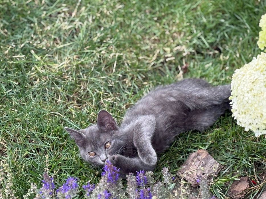 Котенок бесплатно