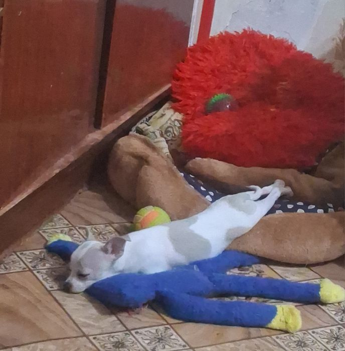 Продаётся щенок чихуа  хуа