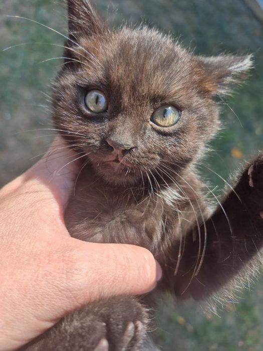 Лучшая кошечка в мире