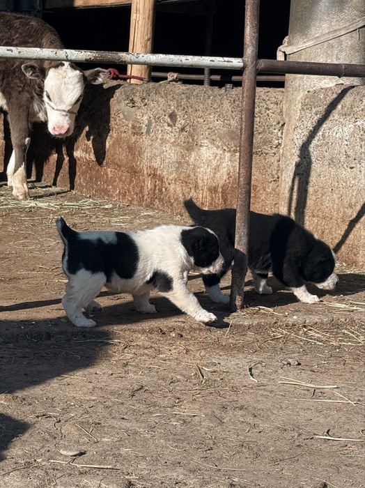 Продажа щенки Алабай(САО)