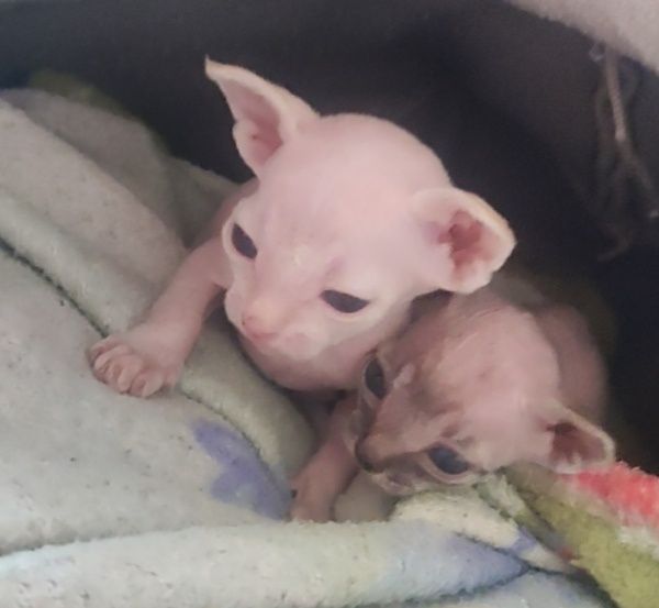 Котята породы Сфинкс