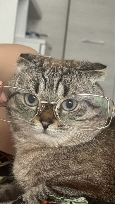 Вязка кот бесплатно