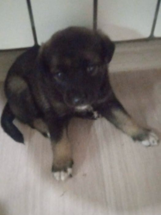 Щеночек девочка 1 месяц примерно