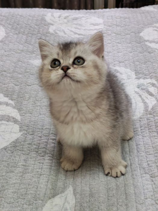 Шикарный крупный мальчишка от правильной вязки