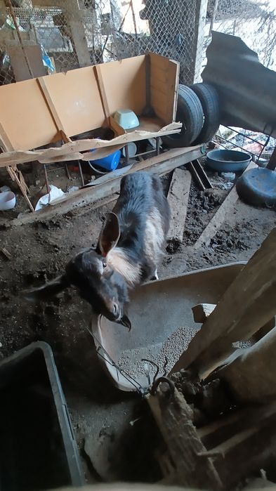 Младо Козле-Пръч