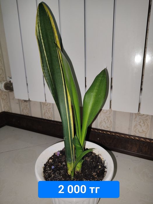 Продается цветы Сансевиерия (Щучий хвост