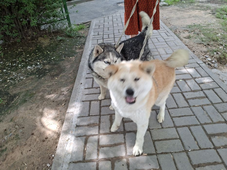 Сиба Ину и Хаски