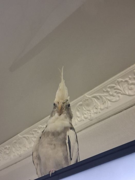 Попугай.  корелла