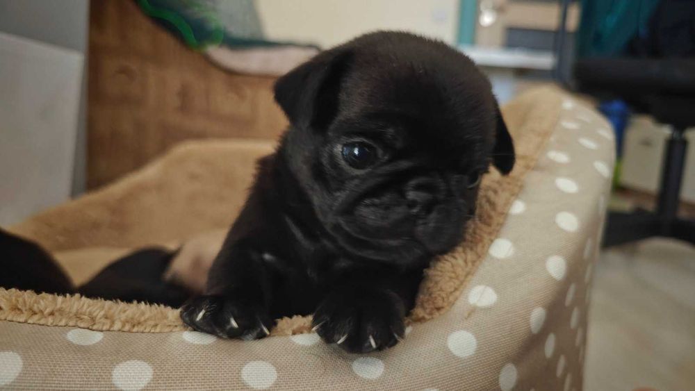 Сладки Бебета Мопсчета