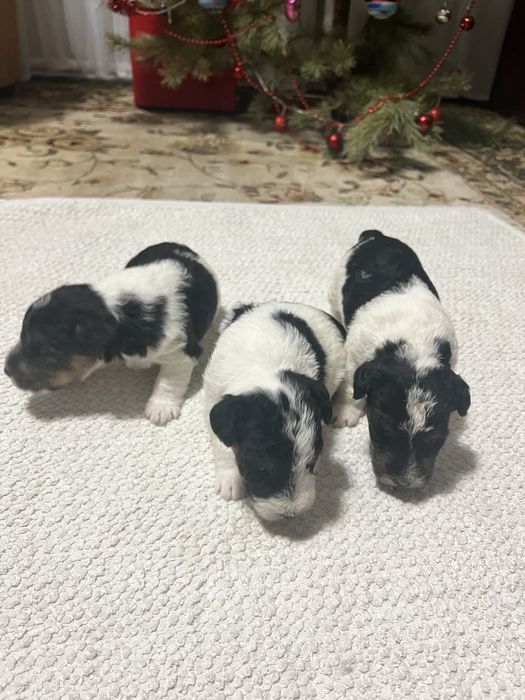 Продам щенков фокстерьера