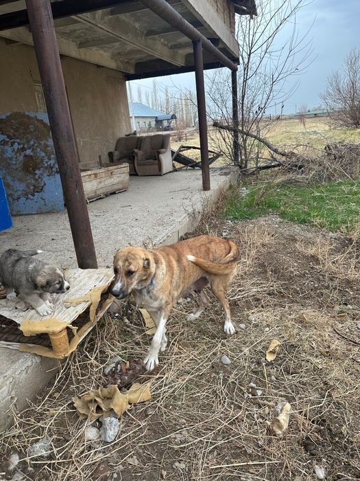 Ұрғашы сатылады рабочий