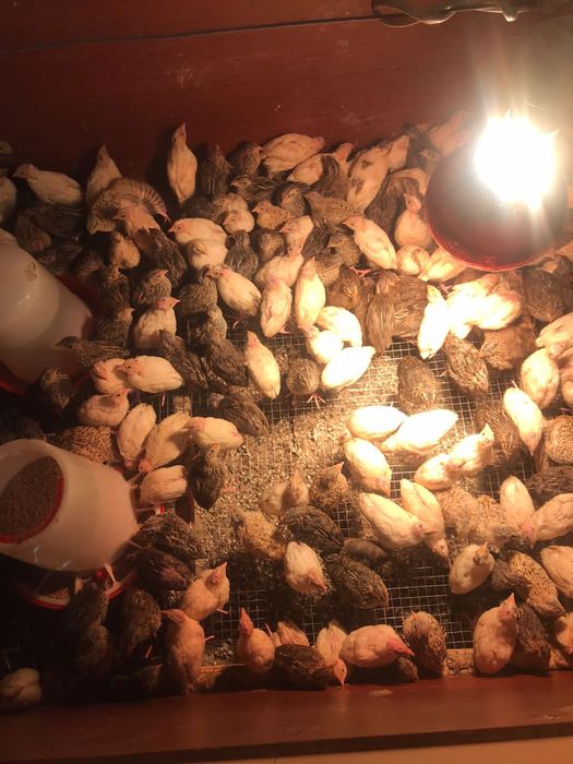 Бөдене еті мен жұмыртқасы сатылады