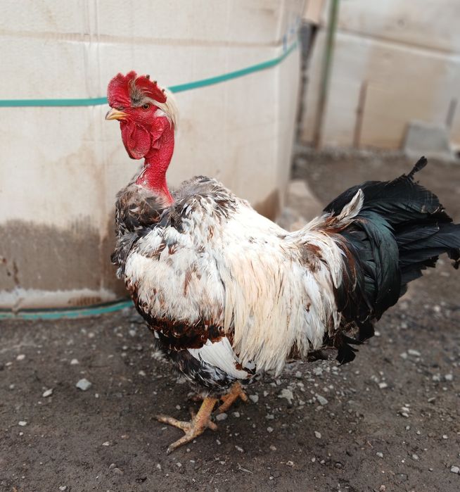 Продам молодого петуха  Голошейки