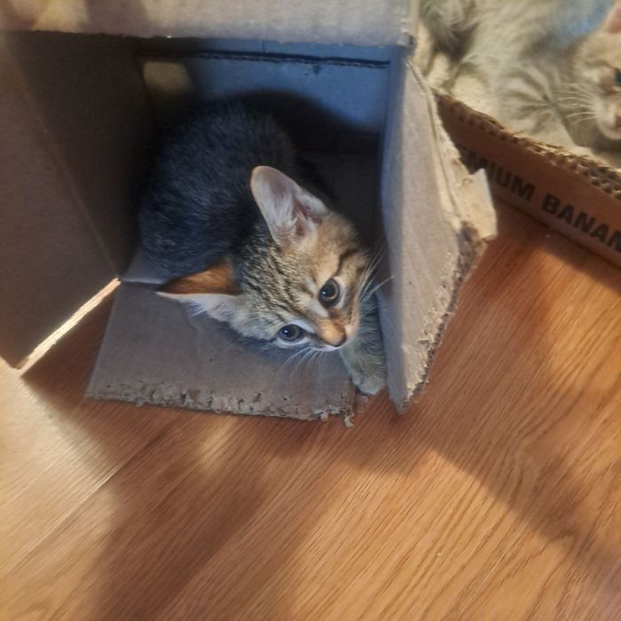 Котята дворовые даром