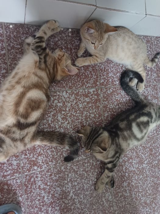 Отдам котят с мамой