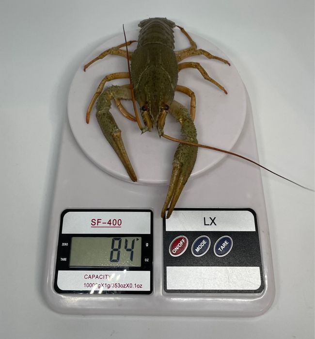 Живые раки, в наличии