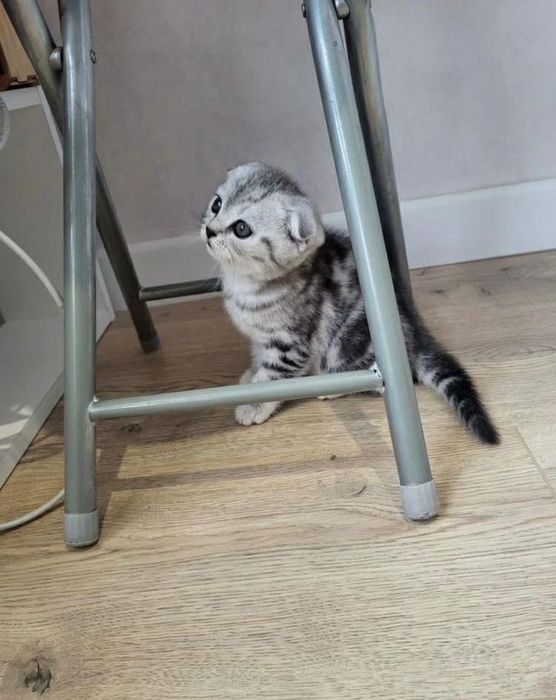 Продам шотландских котят