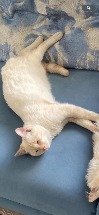 Пропали два кота