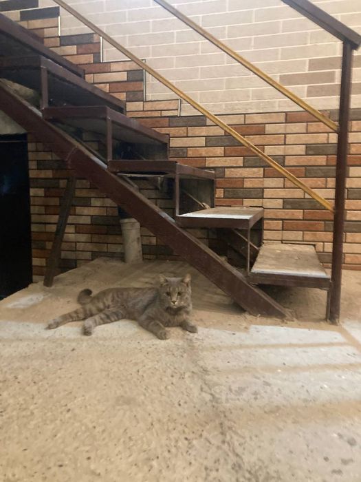 Turetski angora  rangi seriy