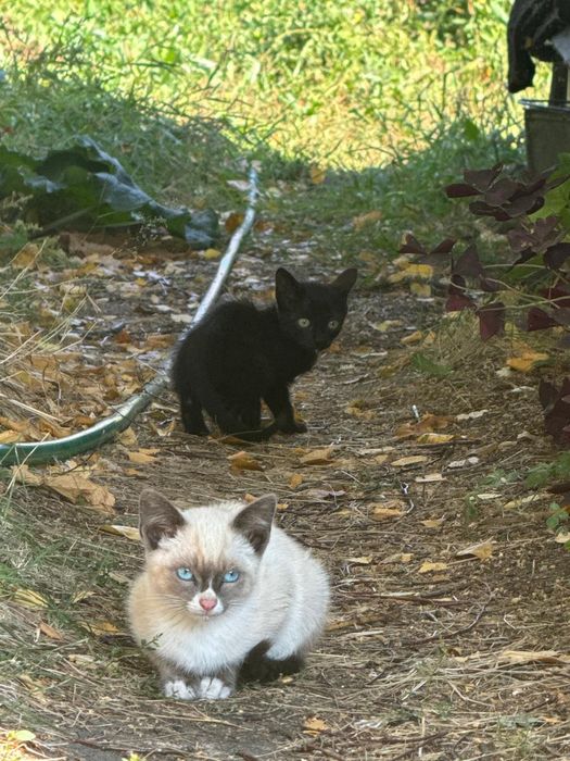 Отдам котят в хорошие руки