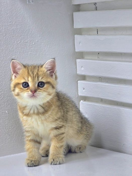 Кошечка британскаяя #