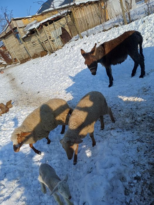 Pui de magar de vanzare