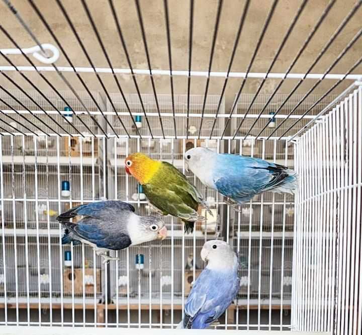 Papugay Opaline Nerazluchka Попугай