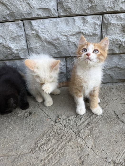 Отдам котят в добрые руки