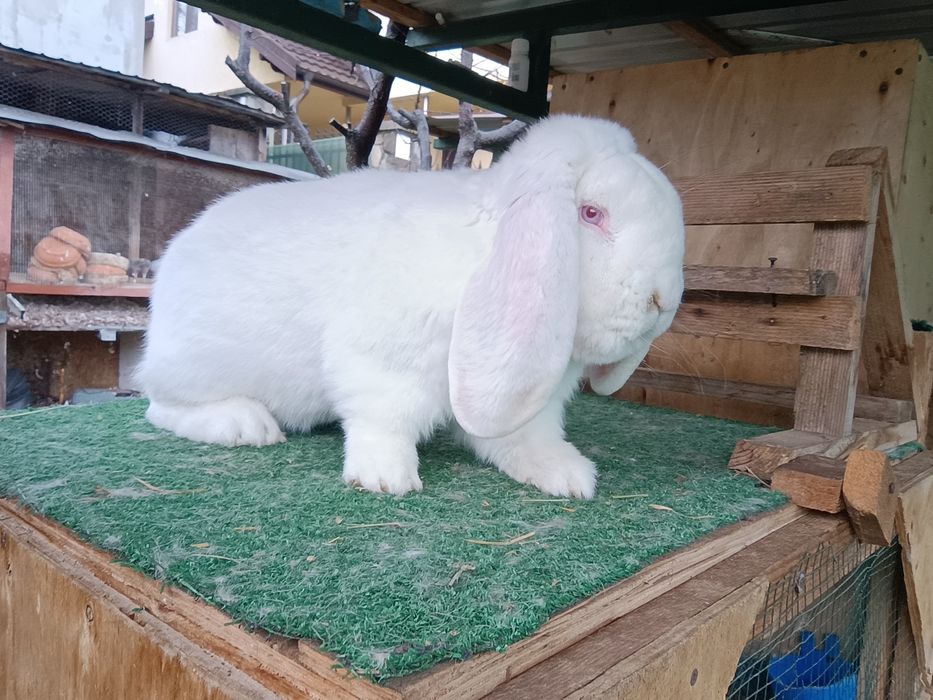 Iepuri din rasa uriaș german și berbec german