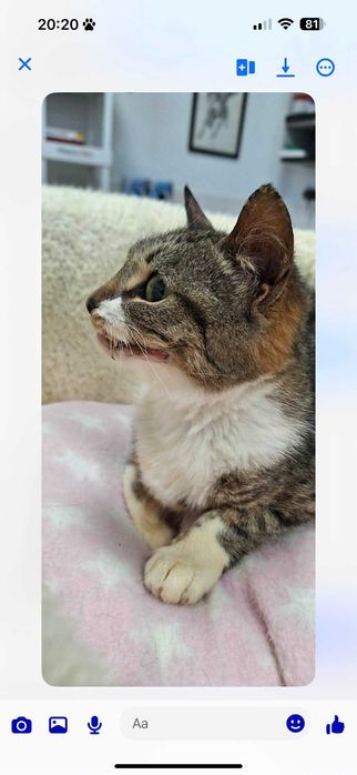 Кученца/котенце за осиновяване