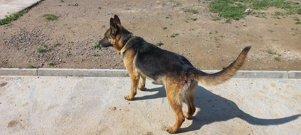 Афчарка камандаси бор,ургочи