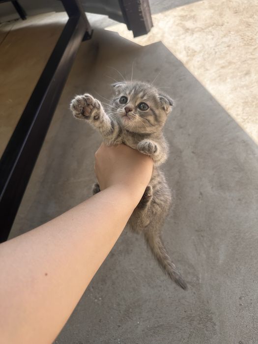 Продам    котят .