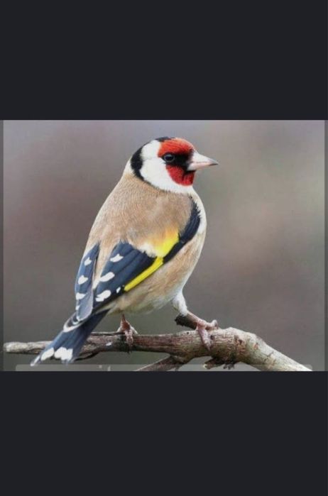 щигол поющая птица