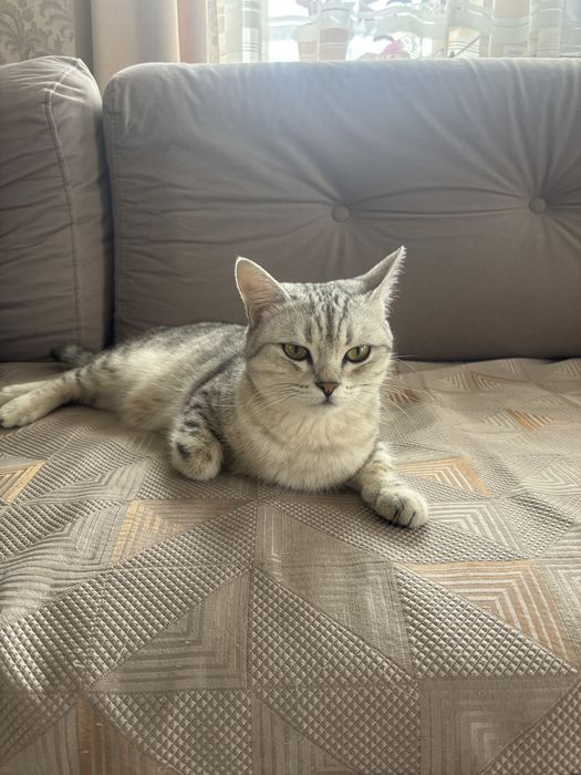 Кошка шотландка, красивая