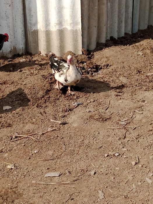 Продам индоуток самец и самки