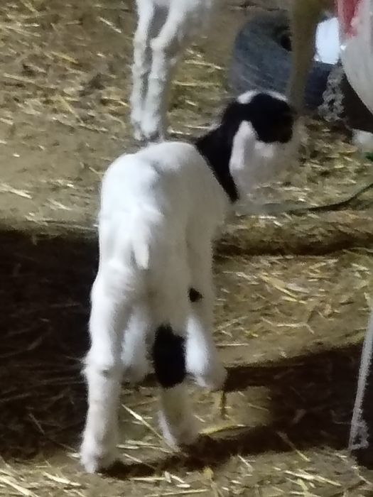 Лақ 18мың теңгеге