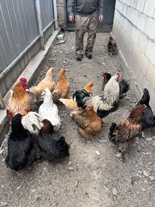 Куры и петухи оптом