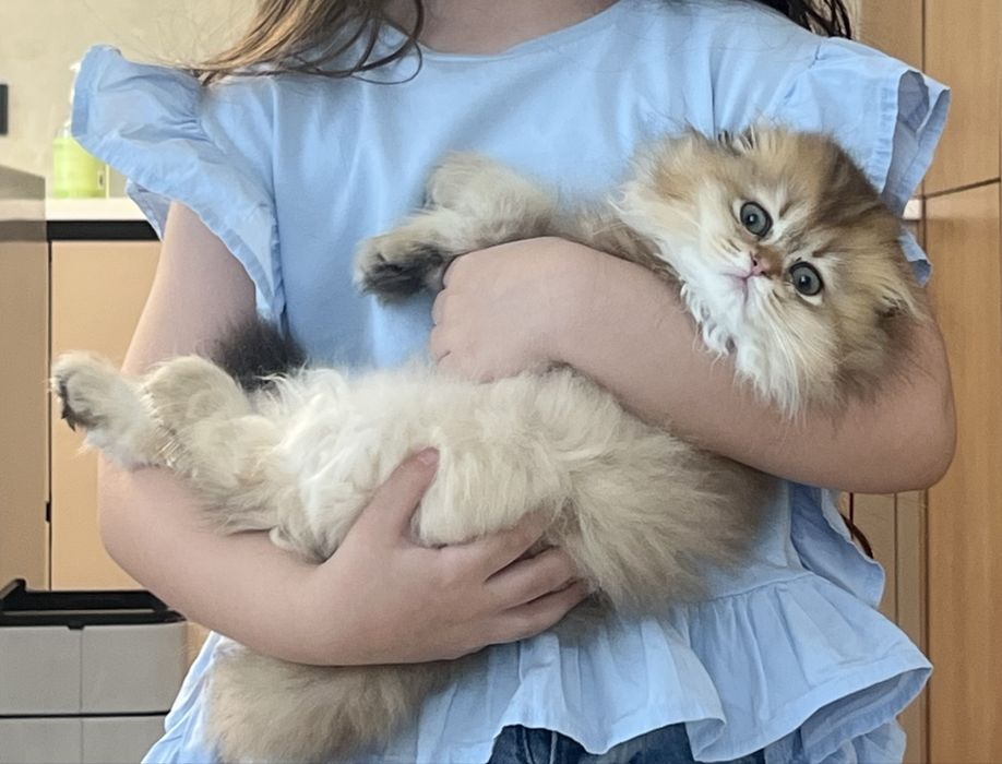 Котенок Золотой Шиншиллы