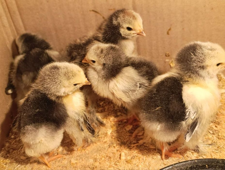 Brama tochkali tuxum va jõjasi sotiladi