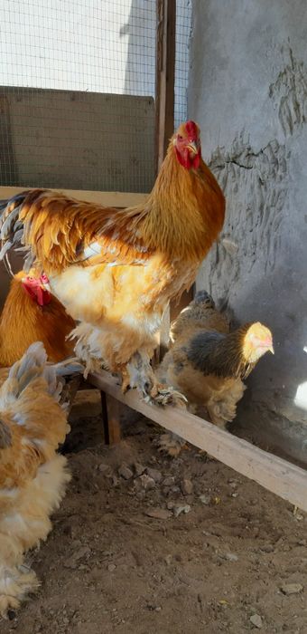 Брама товуқ  тухуми сотилади