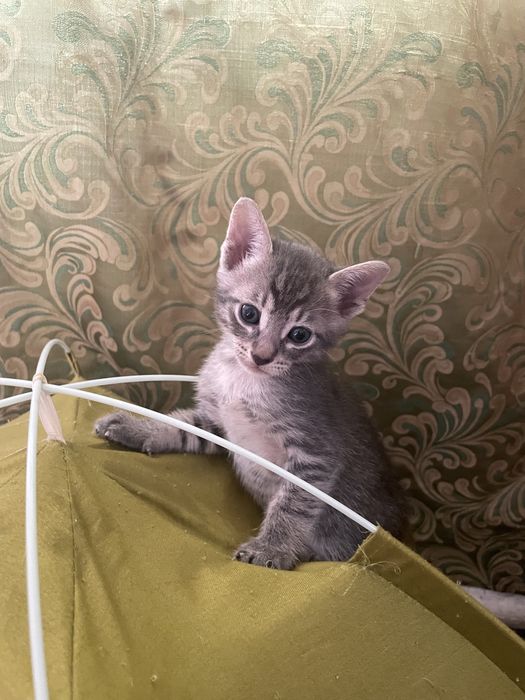 Продам удивительных котят петерболдиков