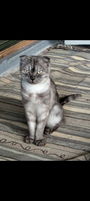 Продам породистую кошку