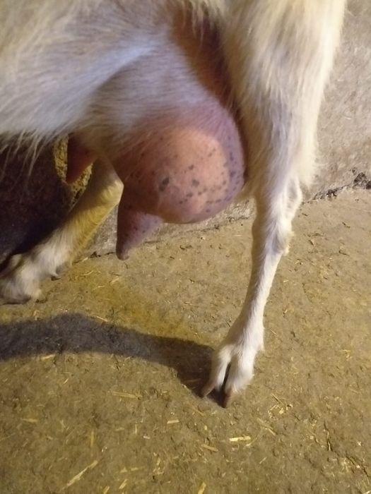 Vând lapte de Capra.  15 lei litru