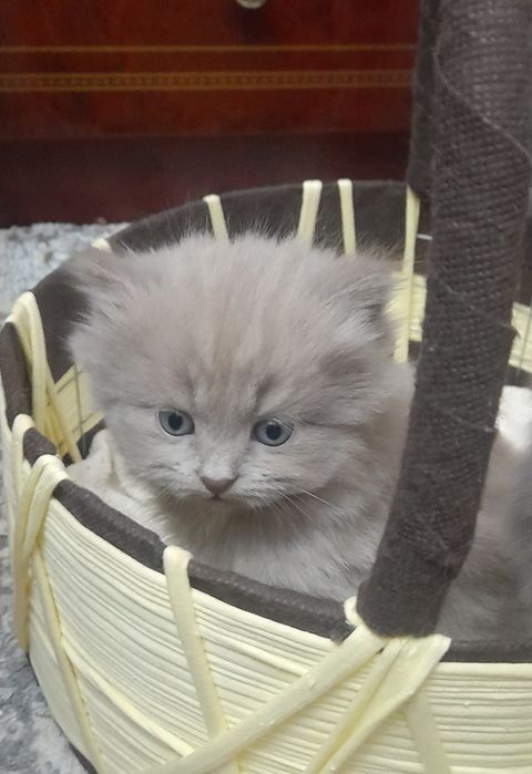 Котята шотландские