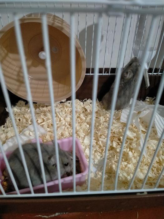 Продам 2 хомиков вместе с клеткой
