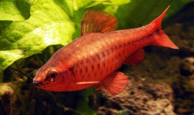 Вишневый барбус вуалевый
