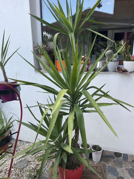 Vand bananieri si yucca