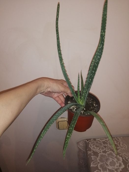 Алоэ вера лечебное