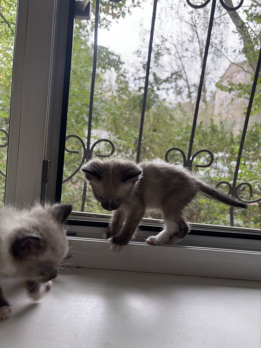 Замечательные котята ищут дом! В добрые руки!