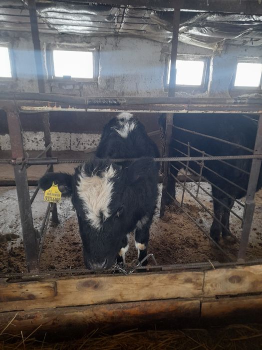 Продаются тёлочки 5 месяцев